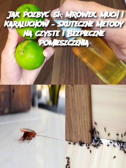 Jak Pozbyć się Mrówek, Much i Karaluchów – Skuteczne Metody na Czyste i Bezpieczne Pomieszczenia