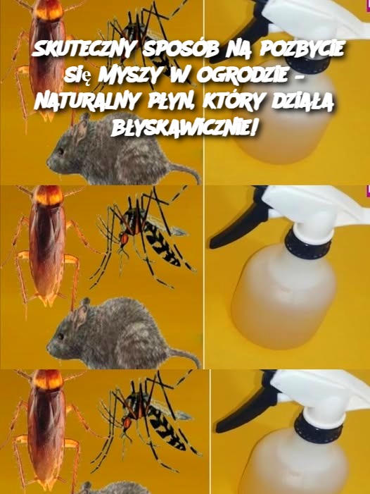 Skuteczny sposób na pozbycie się myszy w ogrodzie – naturalny płyn, który działa błyskawicznie!