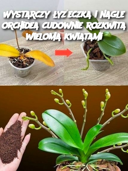 Wystarczy łyżeczka i nagle orchidea cudownie rozkwita wieloma kwiatami