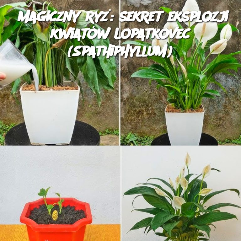 Magiczny ryż: sekret eksplozji kwiatów Lopatkovec (Spathiphyllum)