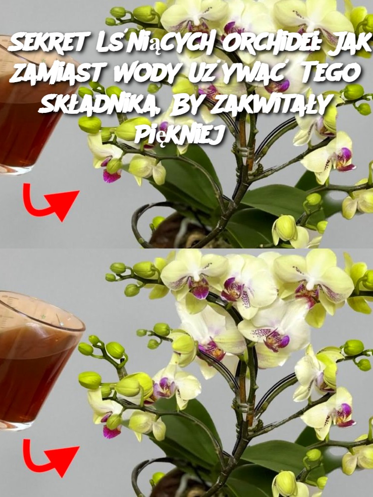 Sekret Lśniących Orchidei: Jak Zamiast Wody Używać Tego Składnika, By Zakwitały Piękniej?