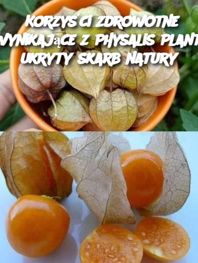 Korzyści zdrowotne wynikające z Physalis Plant: ukryty skarb natury