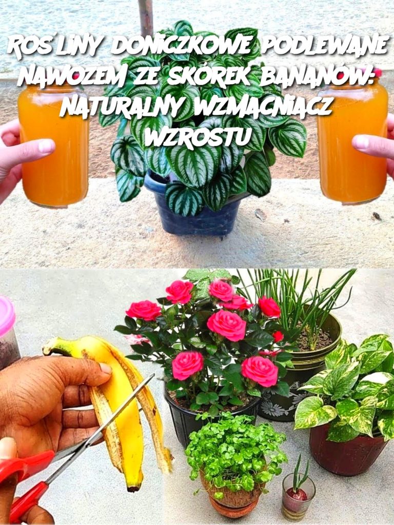 Rośliny doniczkowe podlewane nawozem ze skórek bananów: naturalny wzmacniacz wzrostu