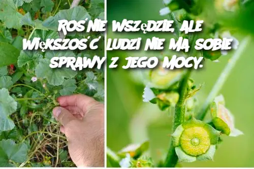 Rośnie wszędzie, ale większość ludzi nie ma sobie sprawy z jego mocy.