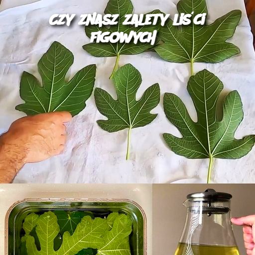 Czy znasz zalety liści figowych?