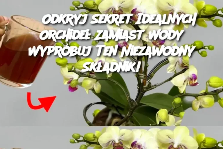 Odkryj Sekret Idealnych Orchidei: Zamiast Wody Wypróbuj Ten Niezawodny Składnik!