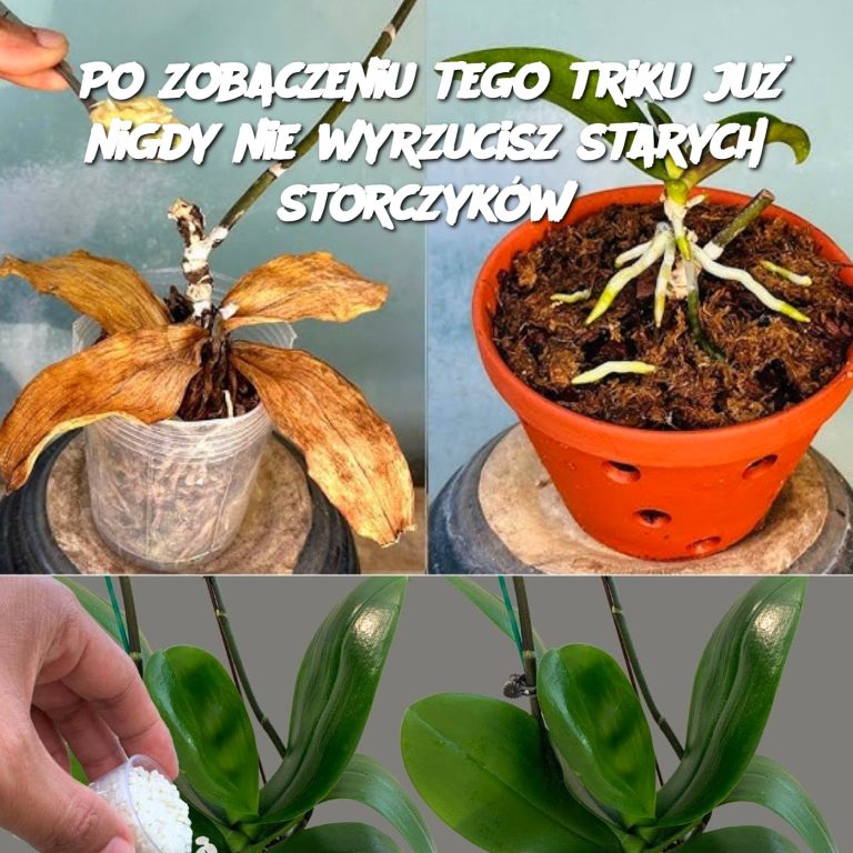 Po zobaczeniu tego triku już nigdy nie wyrzucisz starych storczyków