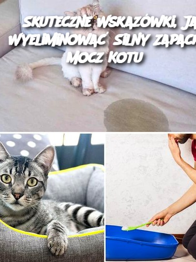 3 Skuteczne Wskazówki, Jak Wyeliminować Silny Zapach Mocz Kotu