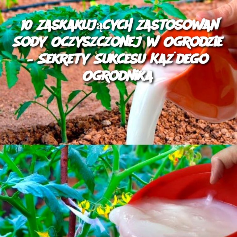 10 Zaskakujących Zastosowań Sody Oczyszczonej w Ogrodzie – Sekrety Sukcesu Każdego Ogrodnika