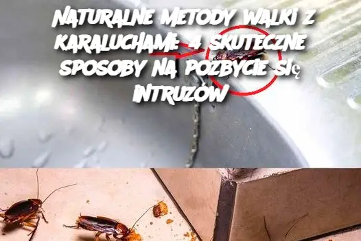 Naturalne metody walki z karaluchami: 4 skuteczne sposoby na pozbycie się intruzów