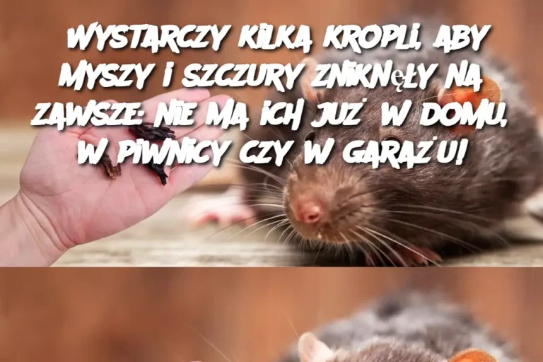 Wystarczy kilka kropli, aby myszy i szczury zniknęły na zawsze: nie ma ich już w domu, w piwnicy czy w garażu!