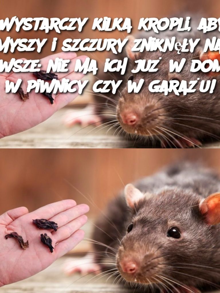 Wystarczy kilka kropli, aby myszy i szczury zniknęły na zawsze: nie ma ich już w domu, w piwnicy czy w garażu!