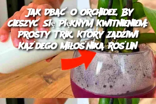 Jak Dbać o Orchidee, By Cieszyć Się Pięknym Kwitnieniem: Prosty Trik, Który Zadziwi Każdego Miłośnika Roślin