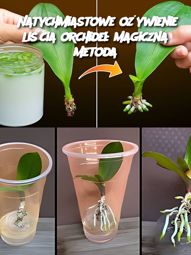 Natychmiastowe ożywienie liścia orchidei: magiczna metoda