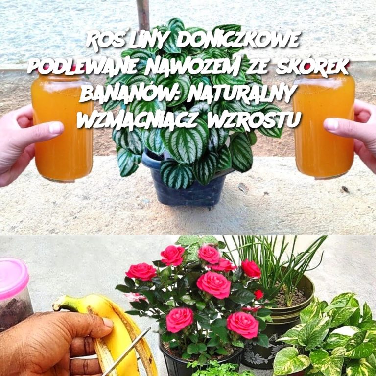 Rośliny doniczkowe podlewane nawozem ze skórek bananów: naturalny wzmacniacz wzrostu