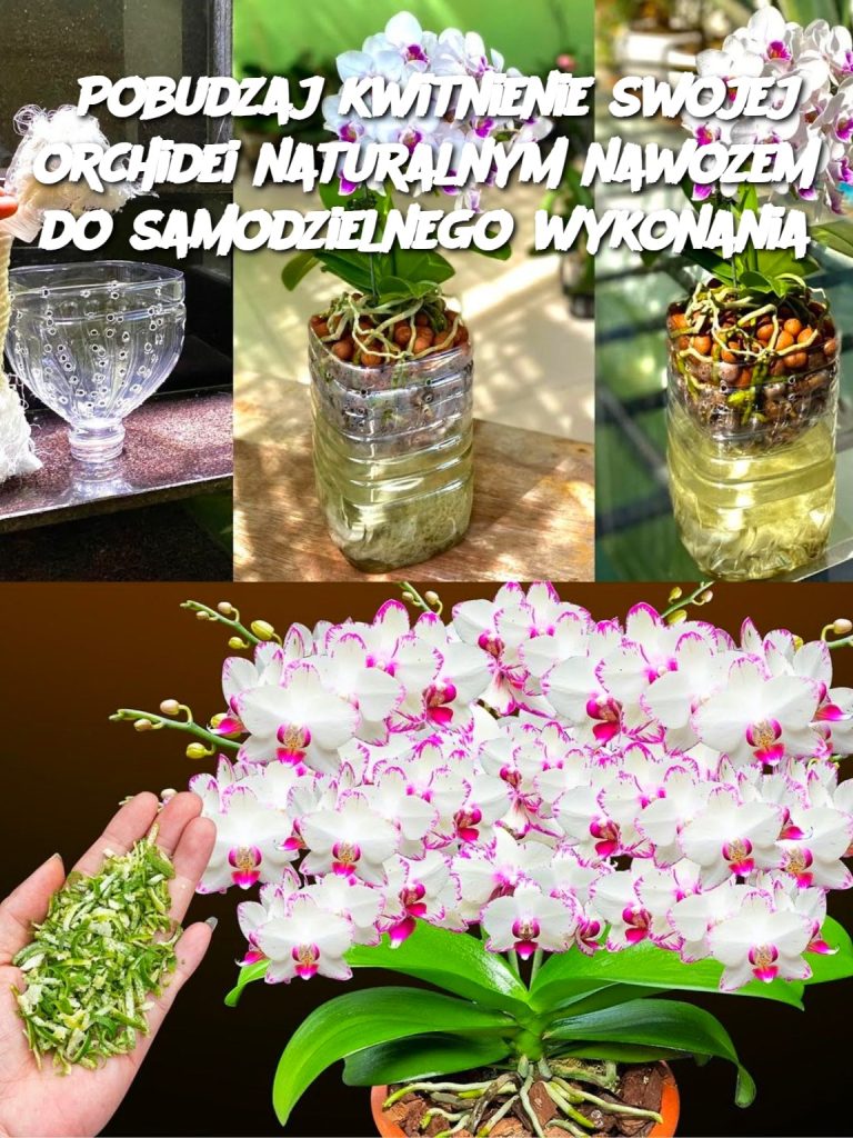 Pobudzaj kwitnienie swojej orchidei naturalnym nawozem do samodzielnego wykonania