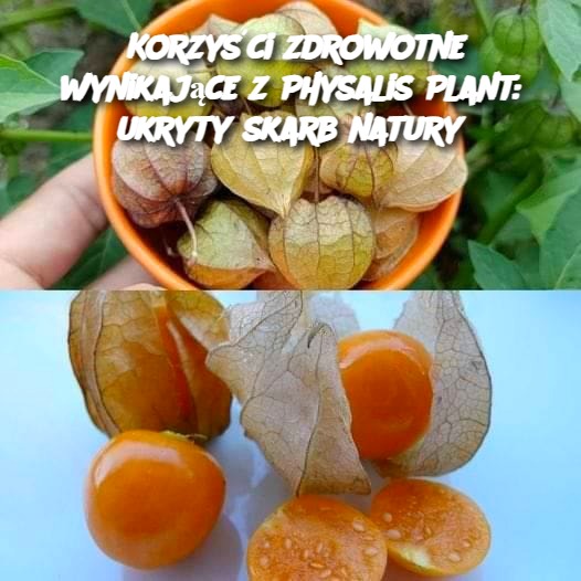 Korzyści zdrowotne wynikające z Physalis Plant: ukryty skarb natury