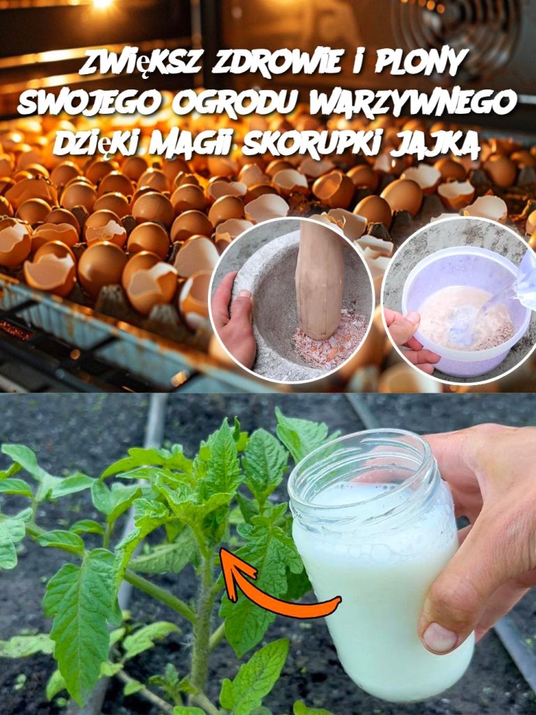 Zwiększ zdrowie i plony swojego ogrodu warzywnego dzięki magii skorupki jajka