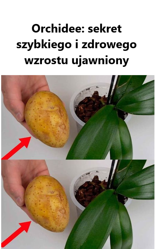 Jak zapewnić orchideom szybki i zdrowy wzrost? Oto sekrety ich pielęgnacji!