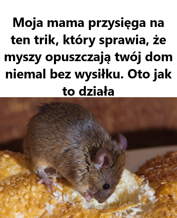 Pomocy! Mysz w domu