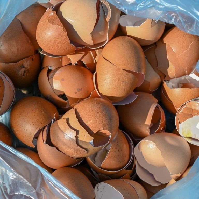 Nie wyrzucaj skorupek jajek! Oto dlaczego powinieneś je zachować