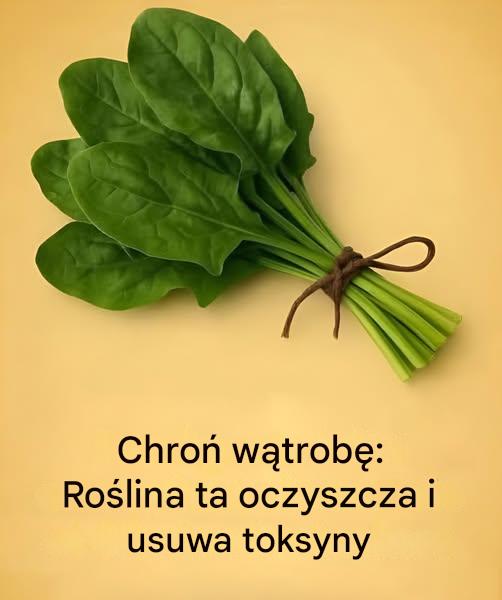 Ten mało znany liść rewolucjonizuje trawienie i chroni wątrobę